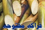 فراكة مفتوحة مع الديجي الواد قصب مص - Frakheh Maftouha فراكة مفتوحة مع الديجي الواد قصب مص - Frakheh Maftouha