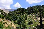 Hiking and Yoga at Al Shouf Cedar's Reserve with BYC Hiking and Yoga at Al Shouf Cedar's Reserve with BYC