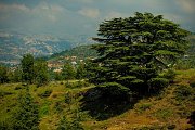 Hiking in Quamou3it barhalioun forest to tourza with Hikingo Hiking in Quamou3it barhalioun forest to tourza with Hikingo