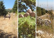 Shouf Biosphere - Guided Hike Barouk to Ain Zhalta with Lunch Shouf Biosphere - Guided Hike Barouk to Ain Zhalta with Lunch