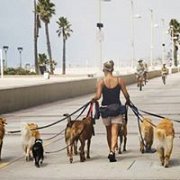 Beirut Dog Walk Event September 2016 Beirut Dog Walk Event September 2016