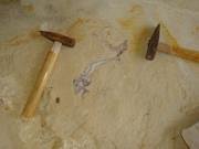 Extraction de fossiles à Hakel avec DECOUVRE LB Extraction de fossiles à Hakel avec DECOUVRE LB