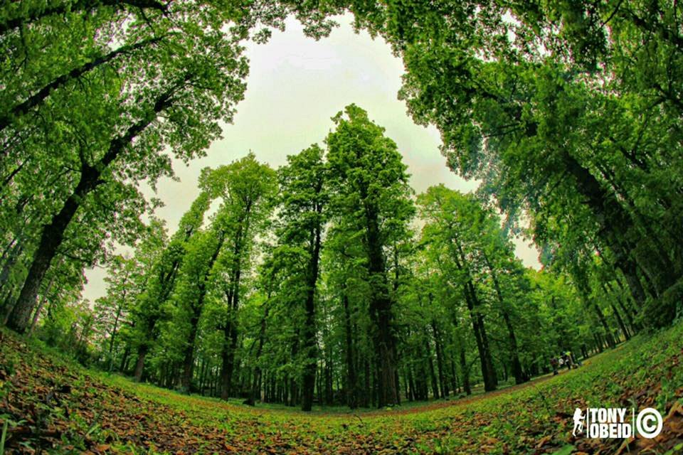 Hiking at Qammouaa valley & Ezer Forest, Akkar District « Lebtivity