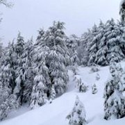 Ehden Reserve Snowshoeing with Wild Adventures Ehden Reserve Snowshoeing with Wild Adventures