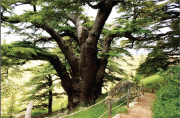 Becharreh - Cedars - Qozhaya Becharreh - Cedars - Qozhaya