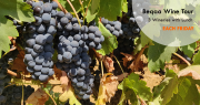 Beqaa Wine - 3 Wineries with Lunch Beqaa Wine - 3 Wineries with Lunch