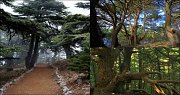 Al-Chouf Cedars Nature Reserve Hike with Zingy Ride Al-Chouf Cedars Nature Reserve Hike with Zingy Ride