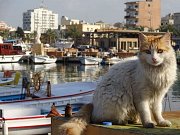 Alternative Tour Tyre/Sour with Alternative Tour Beirut Alternative Tour Tyre/Sour with Alternative Tour Beirut