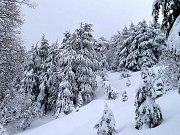 Ehden Forest Snowshoeing With Wild Adventures Ehden Forest Snowshoeing With Wild Adventures
