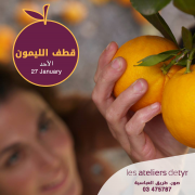 Orange Picking at Les Ateliers de Tyr Orange Picking at Les Ateliers de Tyr