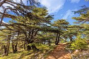 Al-Chouf Cedars Nature Reserve Hike with Zingy Ride Al-Chouf Cedars Nature Reserve Hike with Zingy Ride