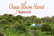 Orange Blossom Harvest - Maghdoucheh with Lebanon Stories Orange Blossom Harvest - Maghdoucheh with Lebanon Stories