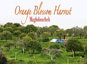 Orange Blossom Harvest - Maghdoucheh with Lebanon Stories Orange Blossom Harvest - Maghdoucheh with Lebanon Stories