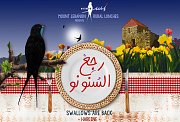 Swallows Are Back - رجع السنونو Rural Lunches Swallows Are Back - رجع السنونو Rural Lunches