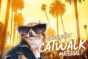 “Is Your Pet Catwalk Material?” Runway Pet Fashion Show @ Spinneys Hazmieh Pet Festival “Is Your Pet Catwalk Material?” Runway Pet Fashion Show @ Spinneys Hazmieh Pet Festival